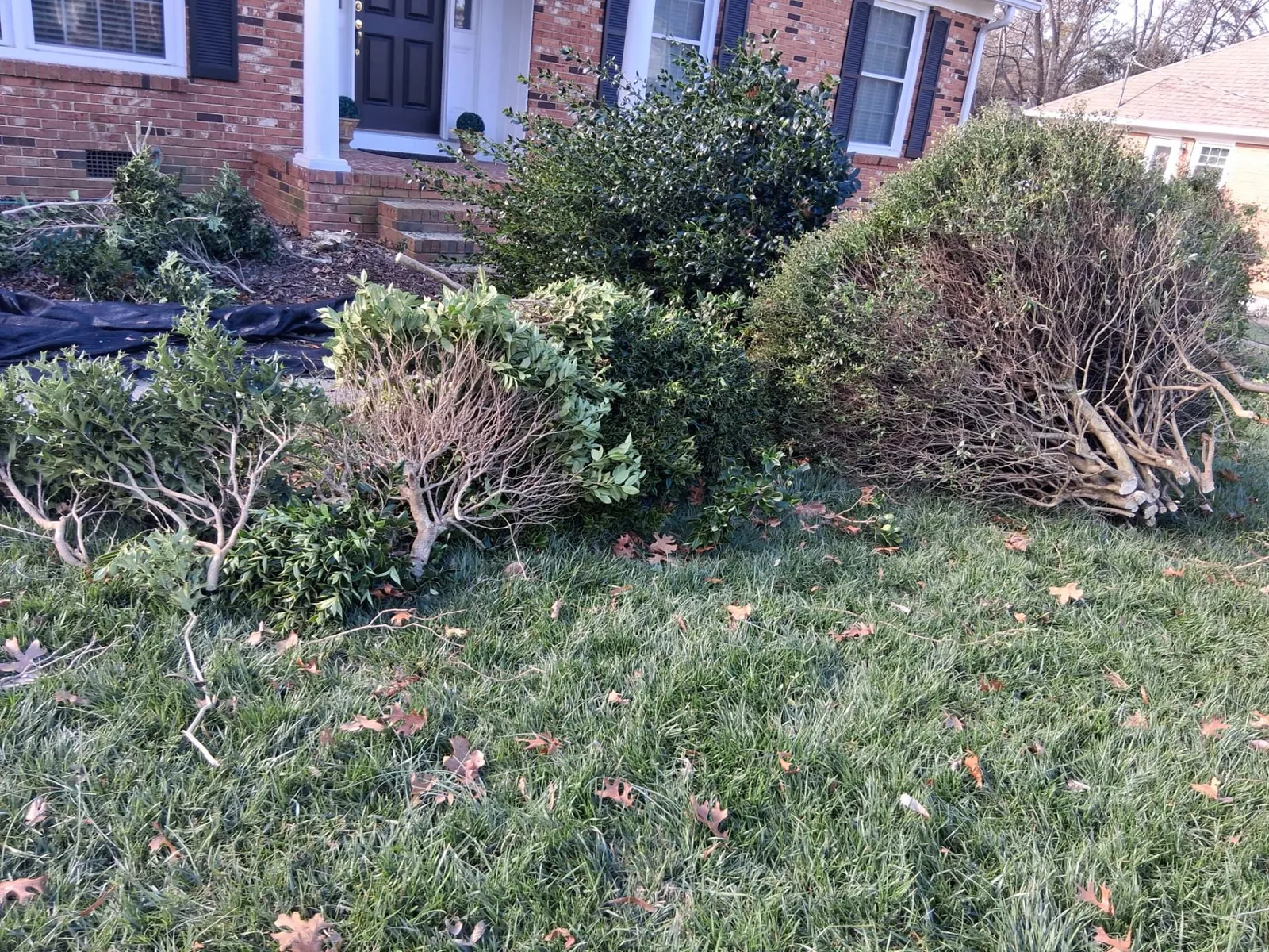 Shrubs and hedges removed and stacked in a Charlotte, NC front yard ready for haul-off